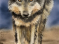 Alpha-the-wolf