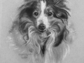 Angel the Sheltie