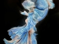 Beta-fish-fw