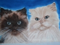 Buddy and Pumpkin - Himalayan Cats