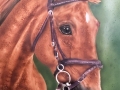 Chestnut mare