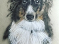 Chiyo-Shetland Sheepdog