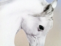White Horse