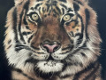 Indrah-tiger-portrait-rsfw