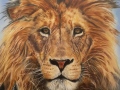 Lion of Judah