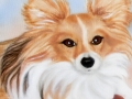 Papillon