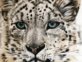 Snow Leopard
