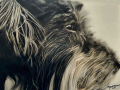 Toby-dog-portrait
