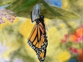 Butterfly Emerging from Chrysalis