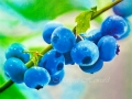 Blueberry Dreams