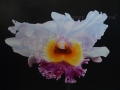 Inner Beauty