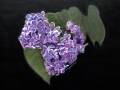 Lilac Symphony
