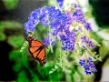 Monarch on Purple Flowers