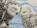 Snow Owl Couple