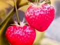 Strawberry Hearts