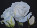 White Roses Trio