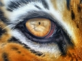 Tiger's Eye